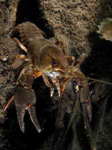 Crayfish by Veronika Matějková 